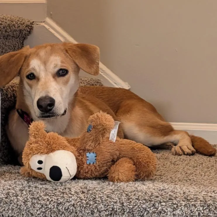 A young medium-sized female Yellow Labrador Retriever dog named Buttercup for adoption in Huntington, NY