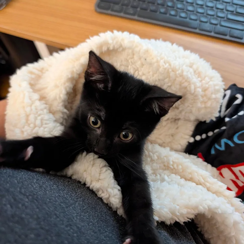 Fifi & Bob thumbnail 2