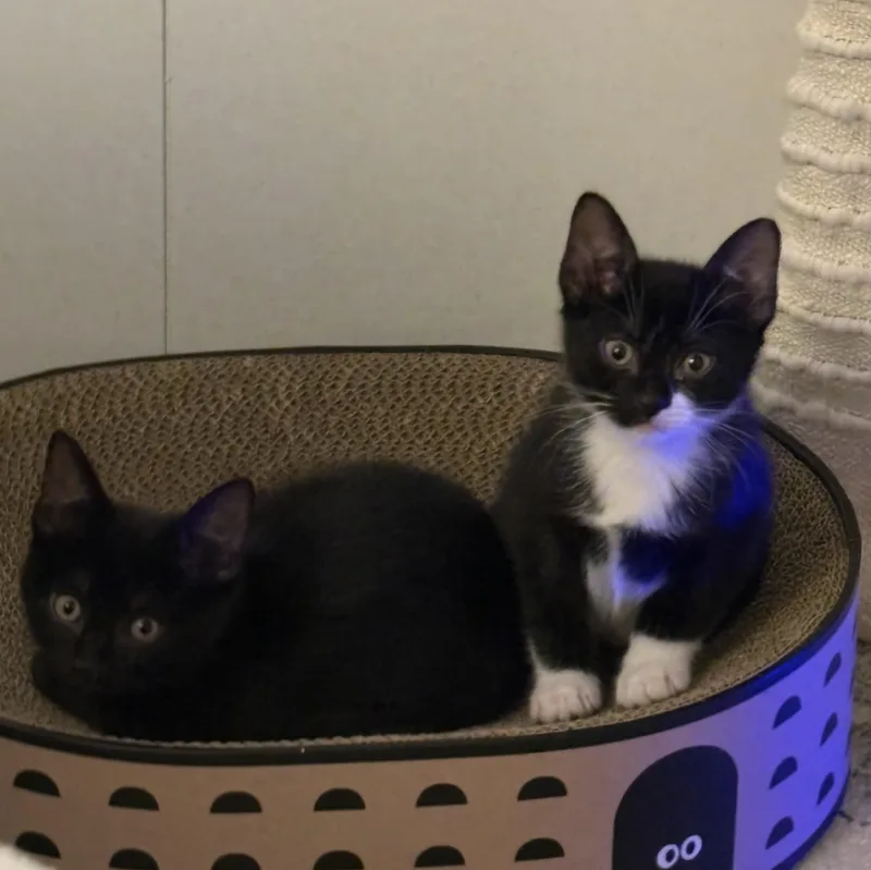 Fifi & Bob thumbnail 3