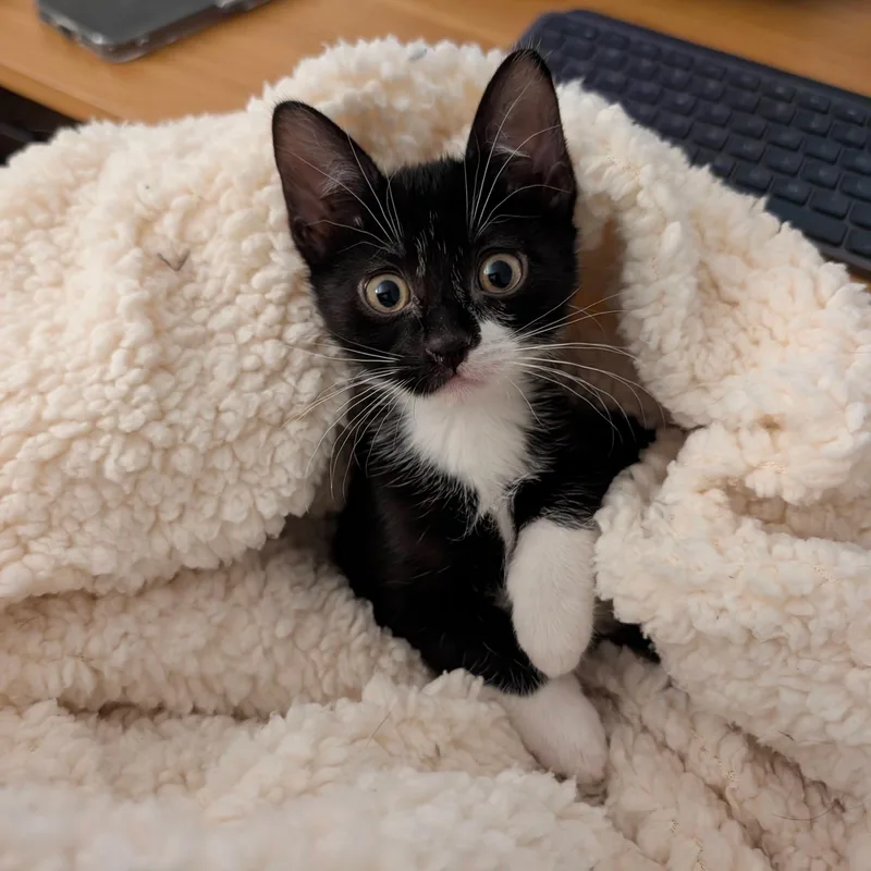 Fifi & Bob thumbnail 4