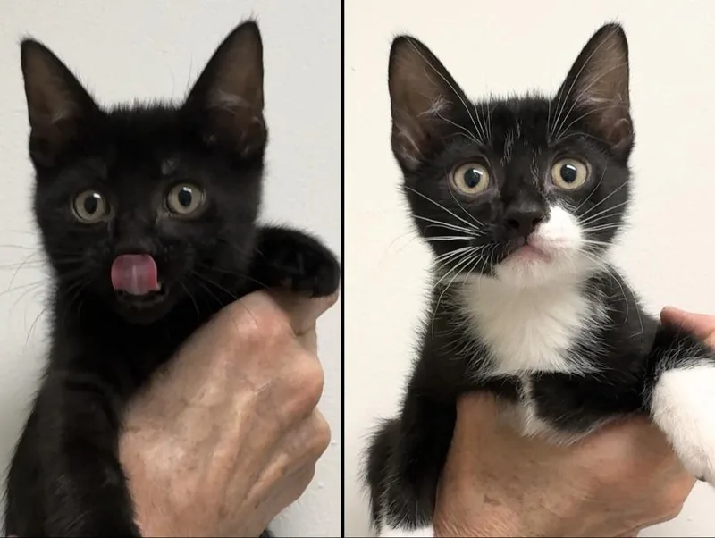 A baby medium-sized male Black Domestic Short Hair cat named Fifi & Bob for adoption in New york, NY