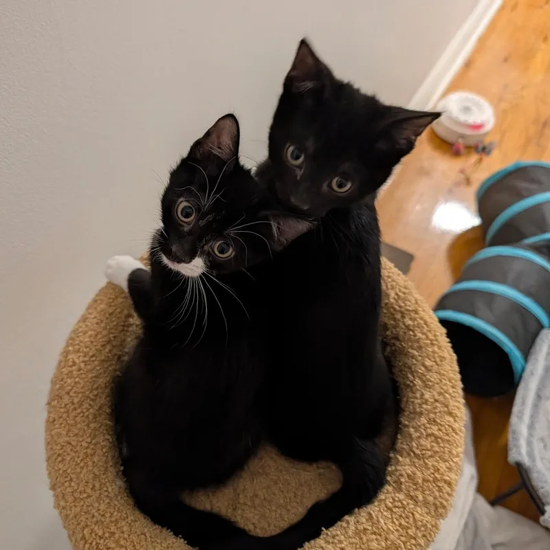 Fifi & Bob thumbnail 5