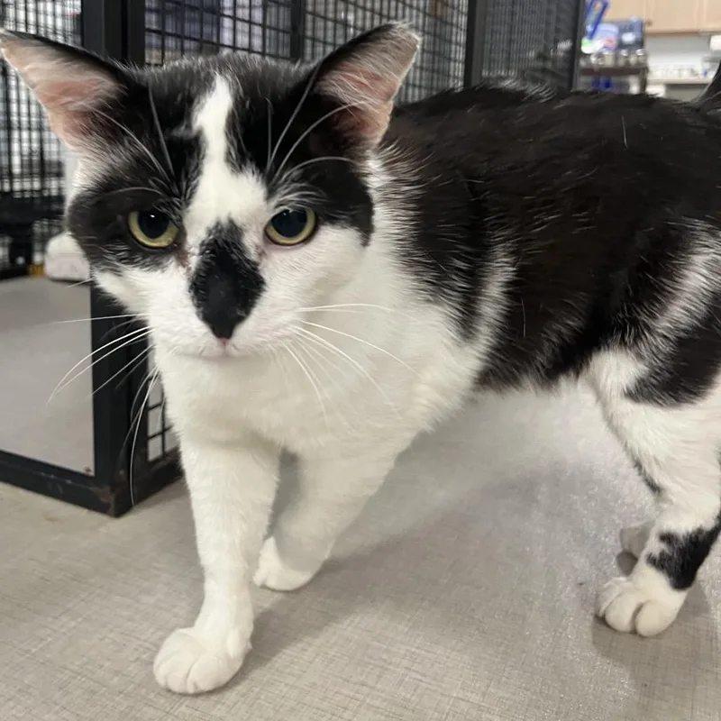 An adult small-sized male White Domestic Short Hair cat named Billy for adoption in North Branford, CT