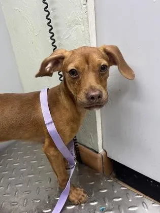 An adult small-sized female Mixed Breed dog named Jackie for adoption in Gainesville, FL