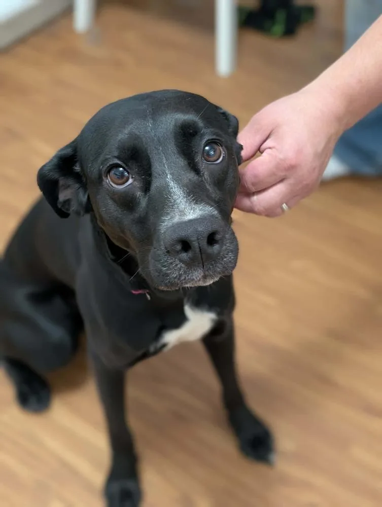 An adult small-sized female Black Mixed Breed dog named Dahlia for adoption in Dorr, MI