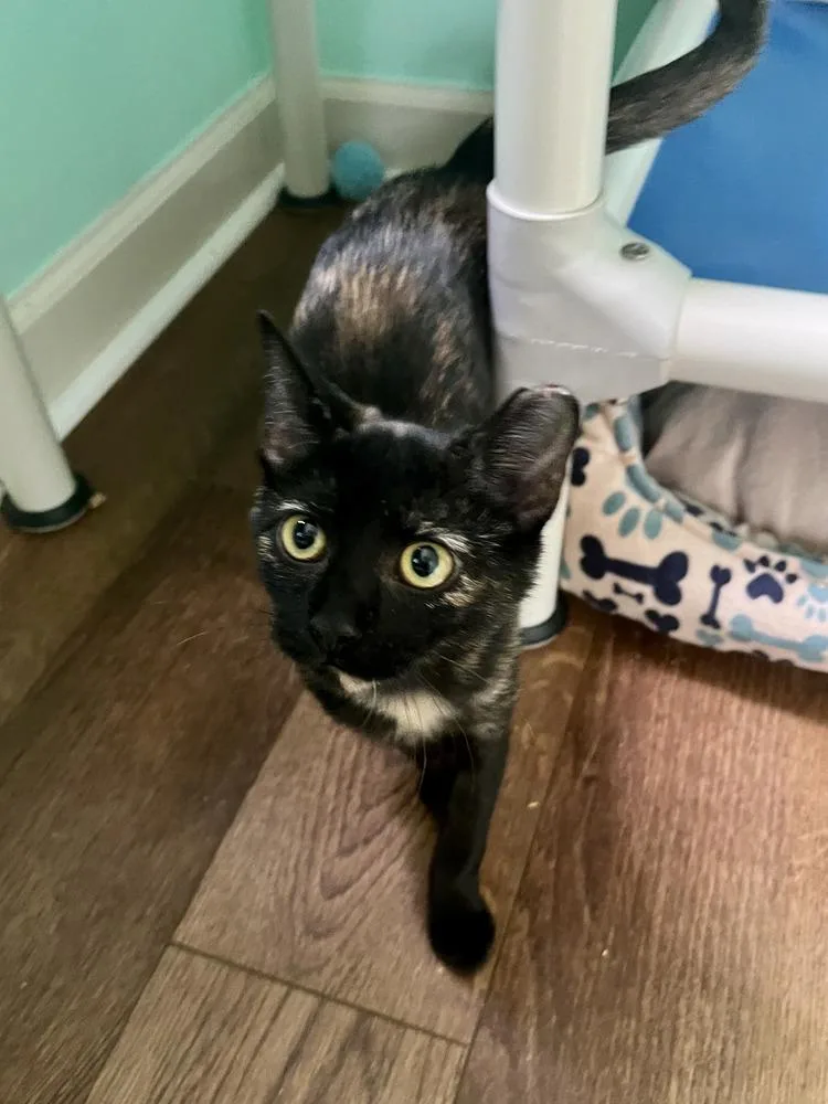 A baby medium-sized female Domestic Short Hair cat named Bella for adoption in Emerald Isle, NC