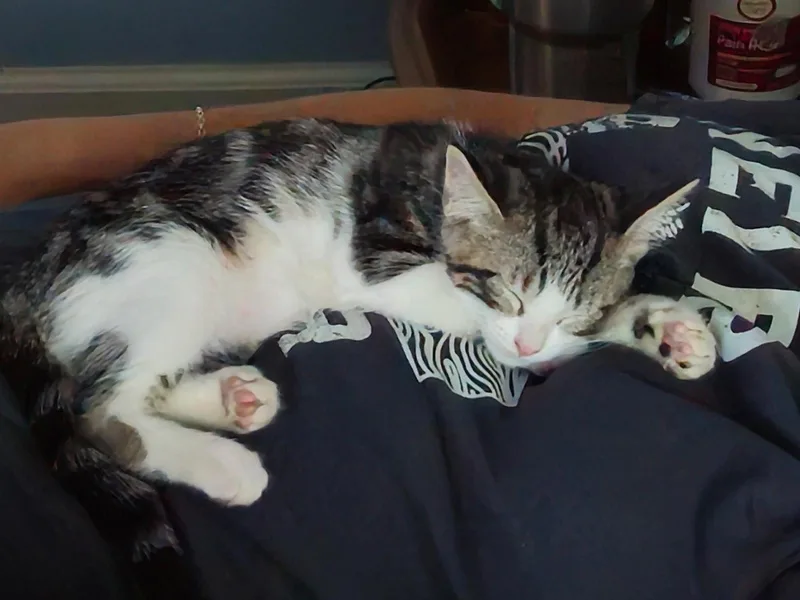 A baby medium-sized female Domestic Short Hair cat named Pocket Coco for adoption in Antioch, CA