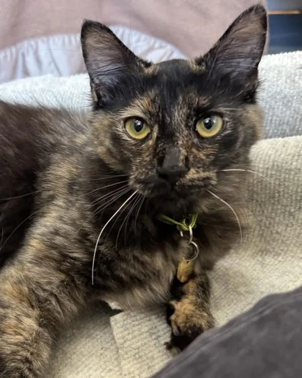 A young small-sized female Domestic Medium Hair cat named Evelyn for adoption in Novato, CA