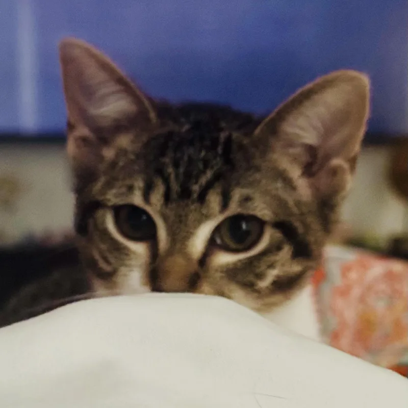 A baby small-sized female Tabby (Brown / Chocolate) Domestic Short Hair cat named Shannon for adoption in Fort Worth, TX