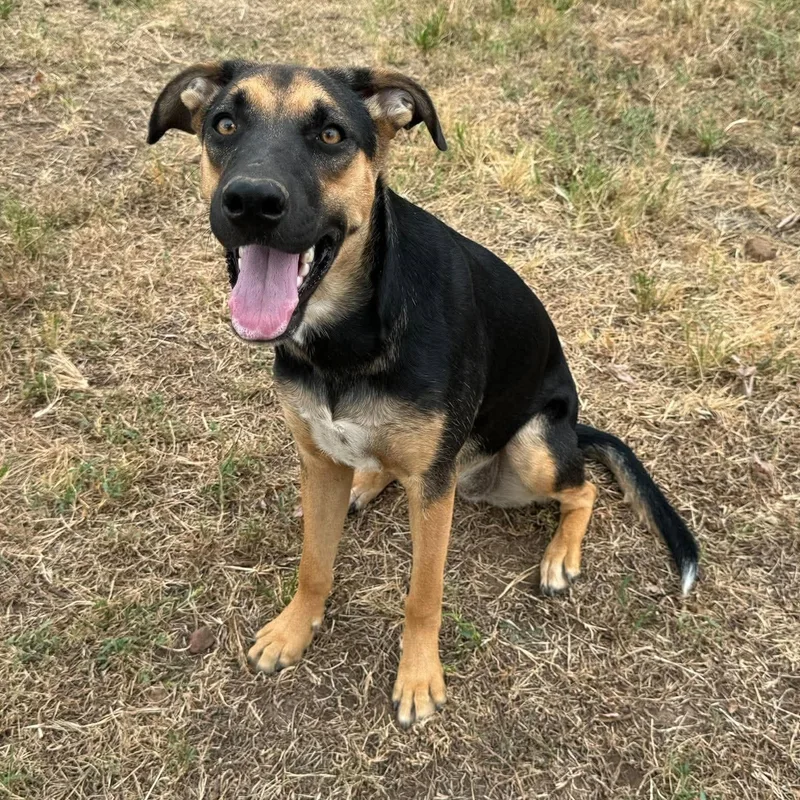 A baby large-sized female German Shepherd Dog dog named Willa for adoption in Chatham, NJ