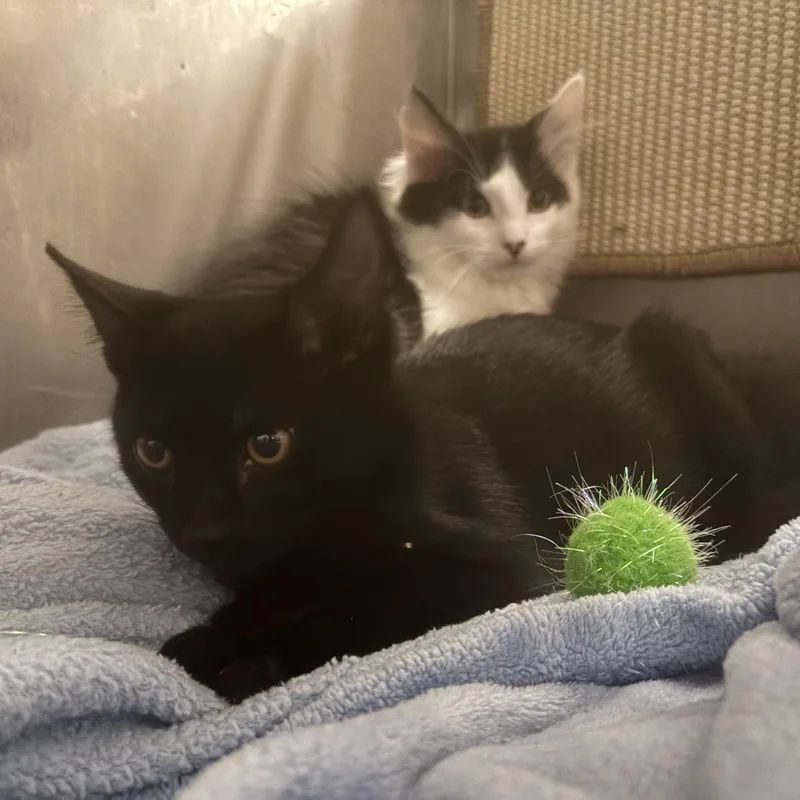 A baby medium-sized male Black Domestic Short Hair cat named Orion for adoption in Boone, IA