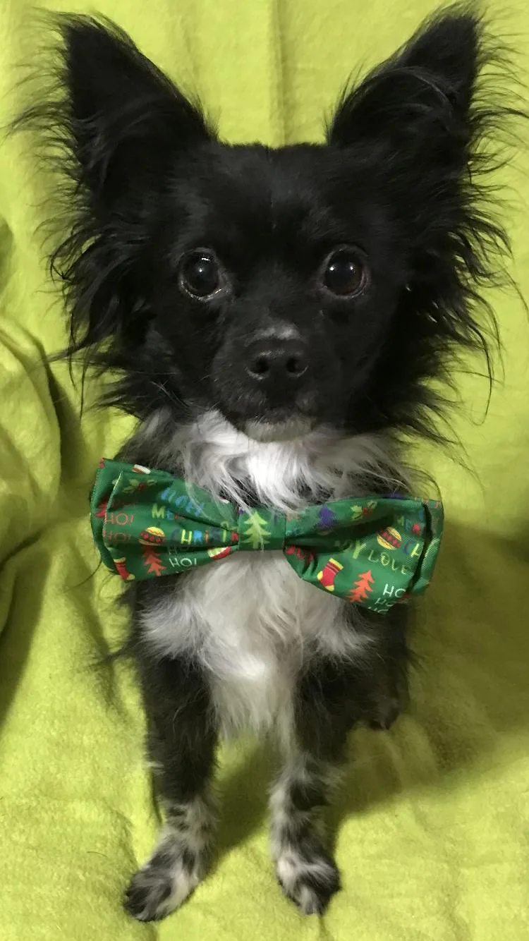 Chex Ralston thumbnail 3