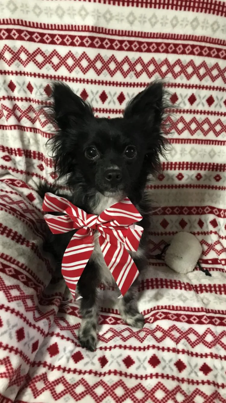 Chex Ralston thumbnail 5