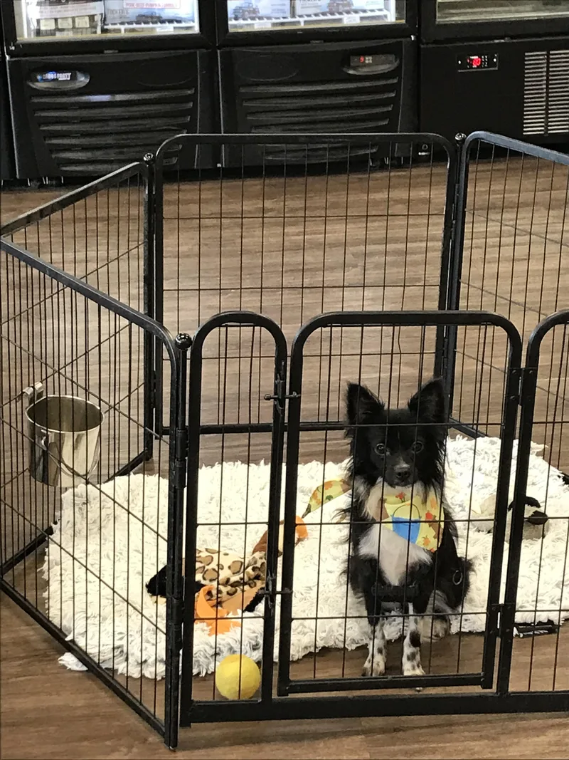 Chex Ralston thumbnail 6