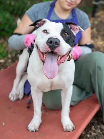 An adult large-sized male Mixed Breed dog named Basketball for adoption in Chamblee, GA