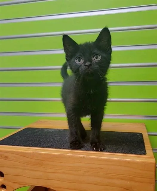 A baby small-sized male Domestic Short Hair cat named Evander for adoption in Saint Peters, MO