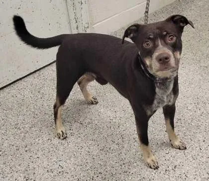An adult medium-sized male Brown / Chocolate Mixed Breed dog named Aston for adoption in Kansas City, MO