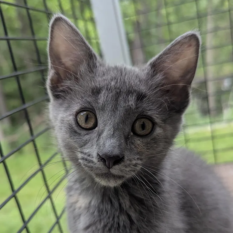 A baby medium-sized female Dilute Tortoiseshell Domestic Short Hair cat named Merryweather for adoption in Fenton, MI