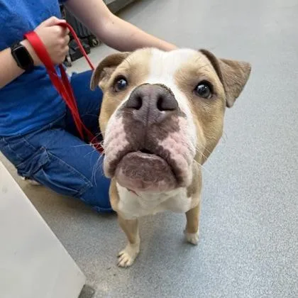 An adult medium-sized male Yellow / Tan / Blond / Fawn Pit Bull Terrier dog named Gingerbread for adoption in Hilliard, OH