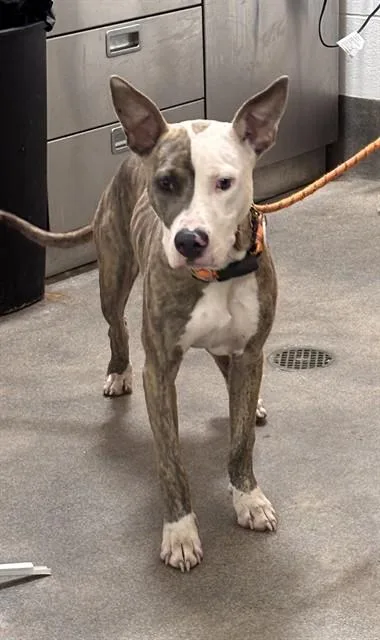 A young medium-sized male Pit Bull Terrier dog named Marvin for adoption in Upper Marlboro, MD