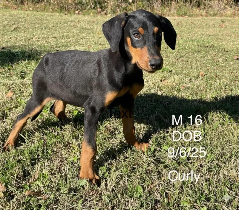 A baby small-sized male Coonhound dog named Curly for adoption in Lawrenceburg, TN