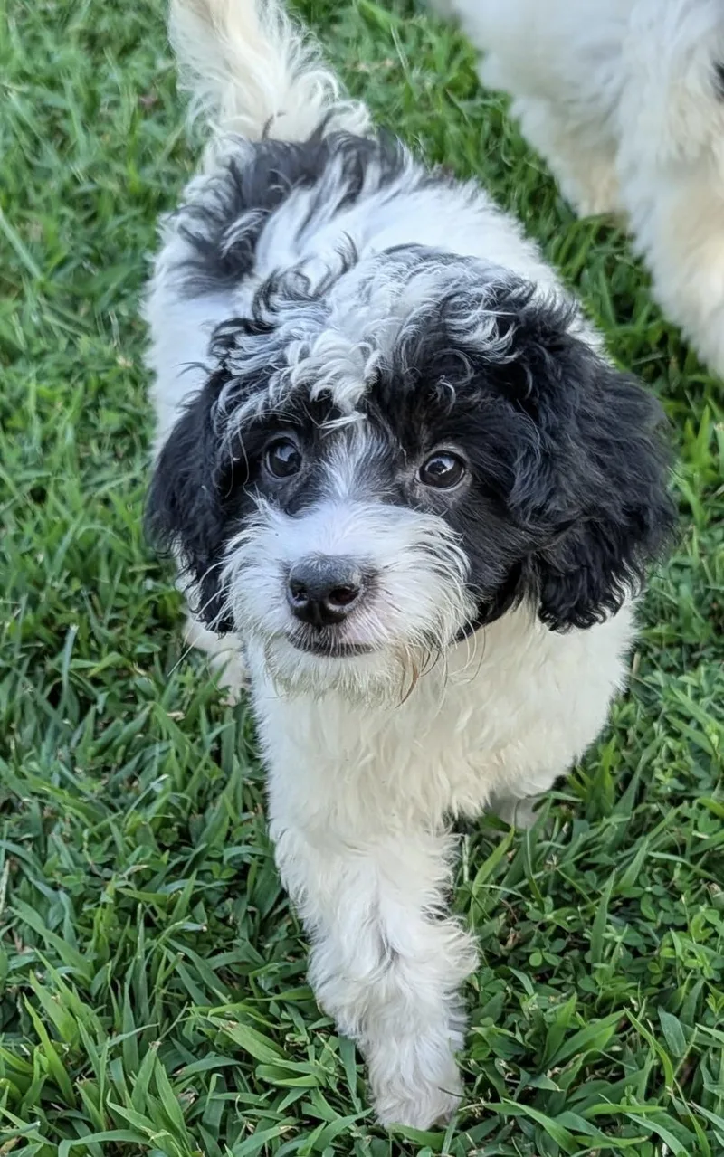 A baby small-sized male Bernese Mountain Dog dog named Woody for adoption in Overland Park, KS