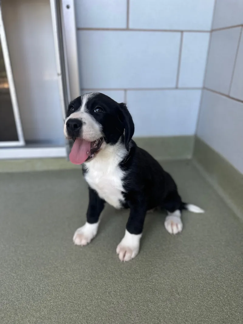 A baby large-sized female Bernese Mountain Dog dog named Teresa for adoption in Copiague, NY