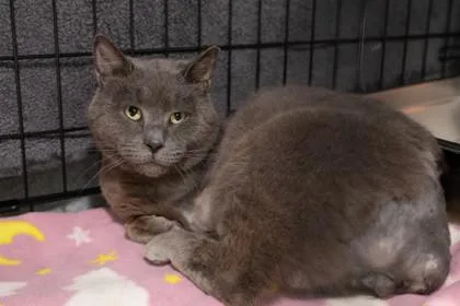 An adult medium-sized male Domestic Short Hair cat named Tommy for adoption in Ringoes, NJ