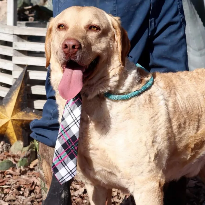 A senior large-sized male Golden Chesapeake Bay Retriever dog named Old Yeller JuM for adoption in Austin, TX