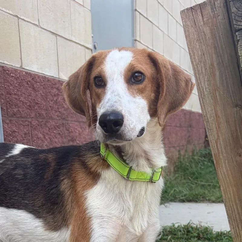 A young medium-sized male White / Cream Mixed Breed dog named Pistachio for adoption in Fredericksburg, VA