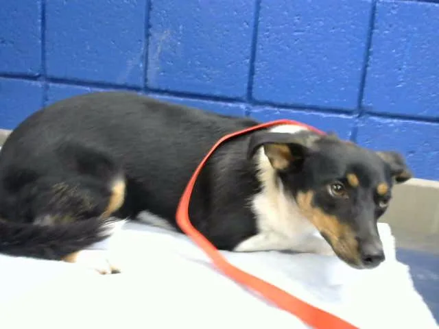 A young small-sized female Parson Russell Terrier dog named Cheeta for adoption in Albuquerque, NM