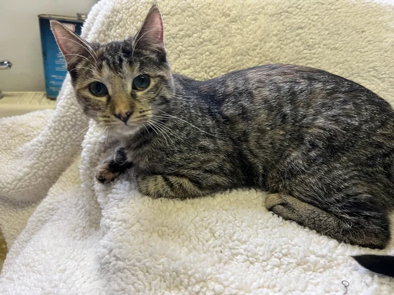 A young medium-sized female Torbie Domestic Short Hair cat named Apple Jacks “jackie” for adoption in Holly, MI