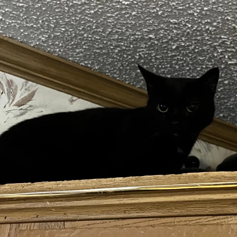 A senior medium-sized female Black Domestic Short Hair cat named Woffie for adoption in Franklin, TN