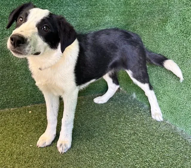 An adult small-sized female Australian Cattle Dog / Blue Heeler dog named A for adoption in Lancaster, CA