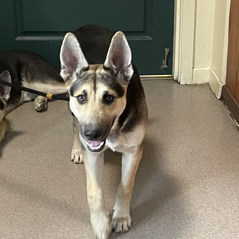 A young medium-sized female Black German Shepherd Dog dog named Luna for adoption in Pasadena, CA