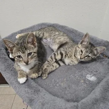 Pepper & Stella thumbnail 3