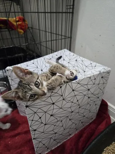 Pepper & Stella thumbnail 5