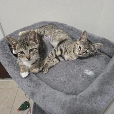 Pepper & Stella thumbnail 6