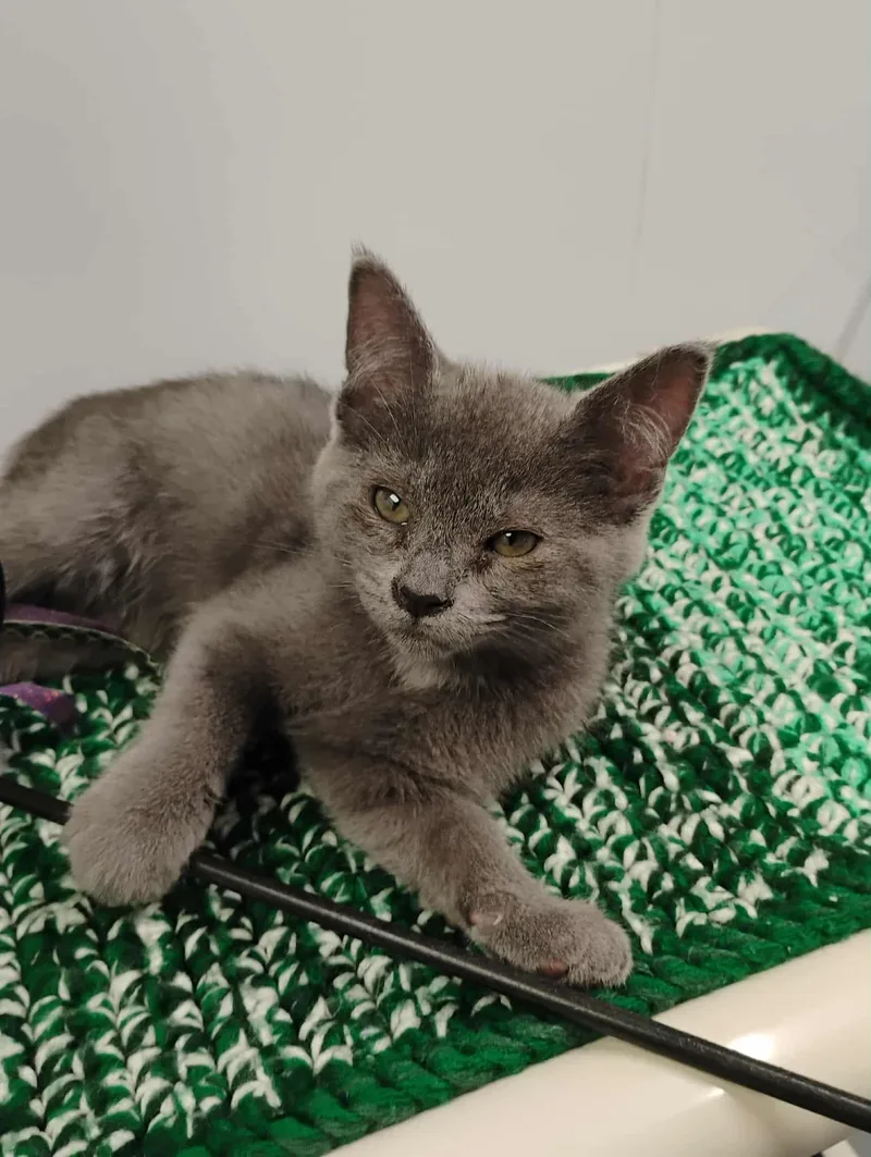 A baby small-sized male Gray / Blue / Silver Domestic Short Hair cat named Montgomery Gray for adoption in Kalamazoo, MI