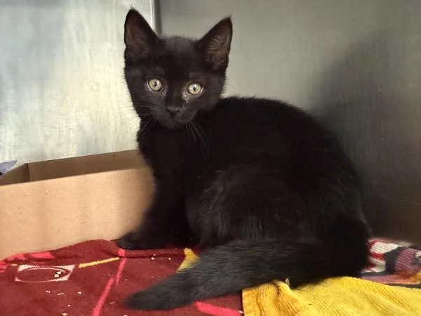 A baby small-sized male Domestic Short Hair cat named Wayne for adoption in Staten Island, NY