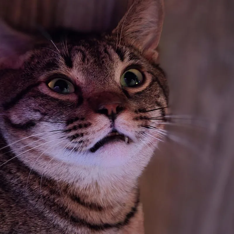 John Pork thumbnail 4