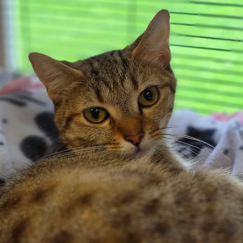 An adult medium-sized female Brown / Chocolate Domestic Short Hair cat named Malia for adoption in Muncie, IN