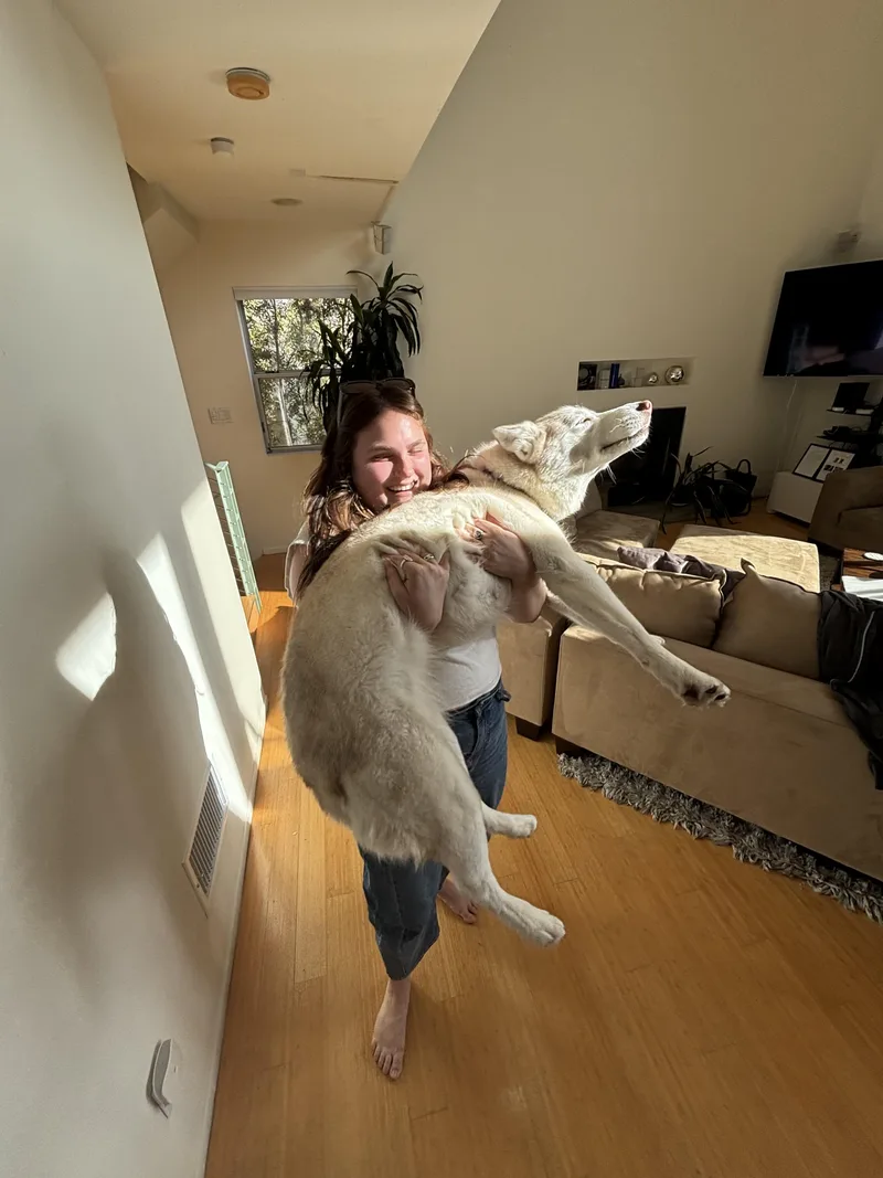 An adult medium-sized female Husky dog named Hallie for adoption in torrance, CA
