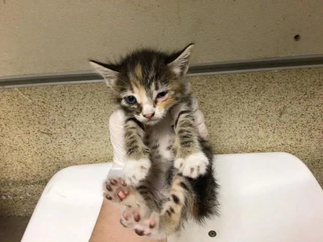 A young small-sized female Domestic Medium Hair cat named Elektra for adoption in Riverside, CA