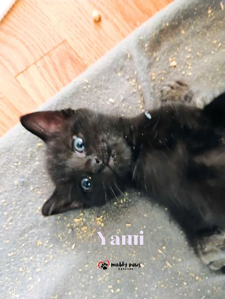 A baby small-sized male Black Domestic Short Hair cat named Black Clover Litter: Yami for adoption in Council Bluffs, IA