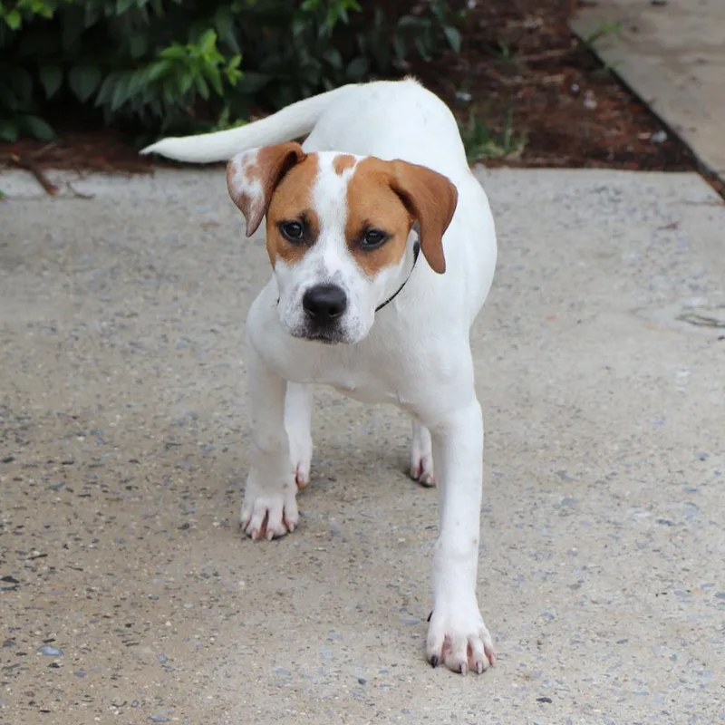 A baby medium-sized female Mixed Breed dog named Libbie for adoption in Port Washington, NY