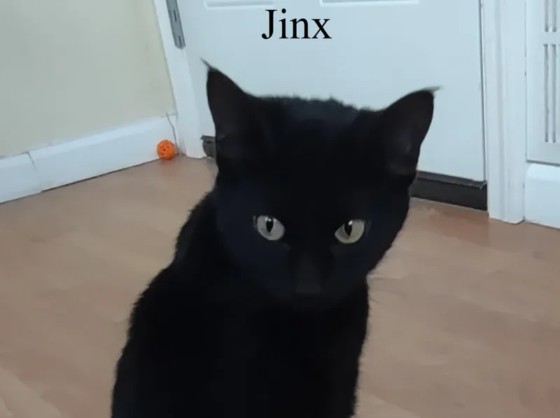 Jinx