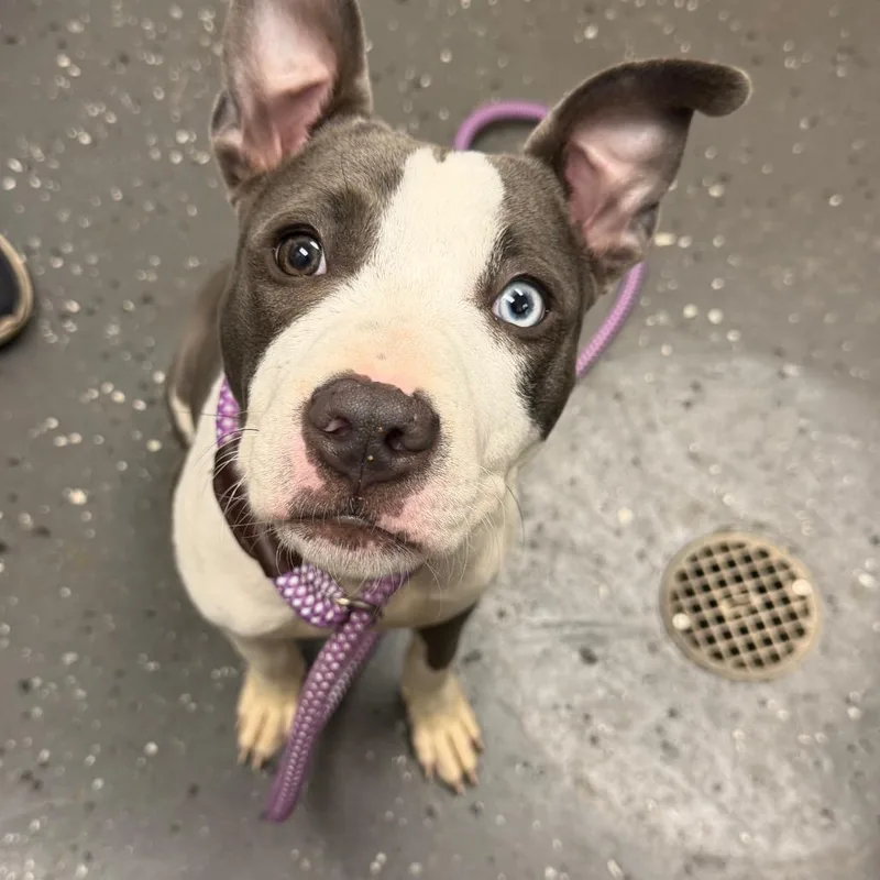 A baby medium-sized female Gray / Blue / Silver Mixed Breed dog named Delilah for adoption in Columbiana, AL