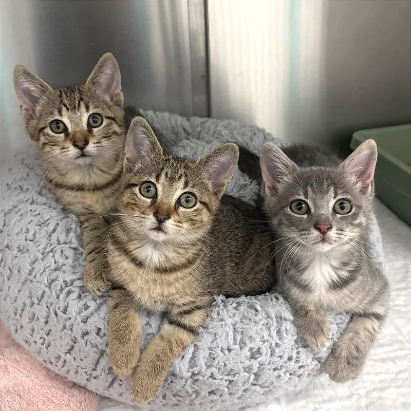 A baby small-sized male Brown / Chocolate Domestic Short Hair cat named Beast Boy for adoption in Fort Lauderdale, FL