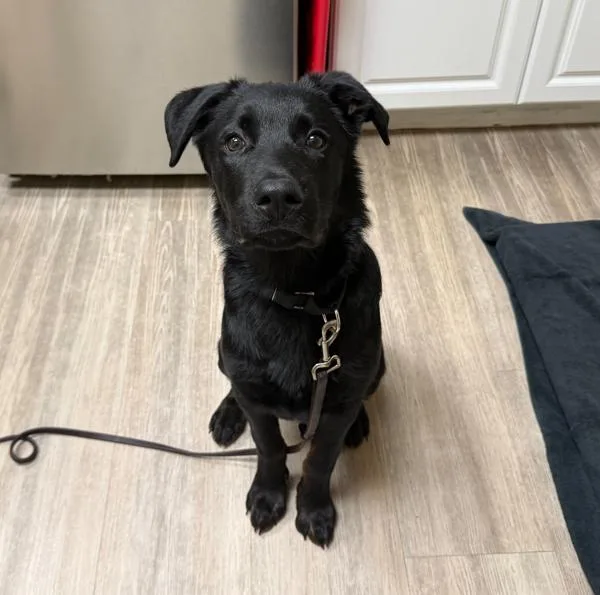 A young medium-sized male Labrador Retriever dog named Philly for adoption in Oceanside, CA